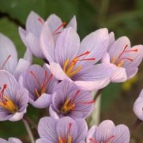 Шафран, или крокус Палласа (Crocus pallasii)