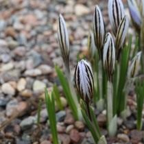 Шафран, или крокус сетчатый (Crocus reticulatus)