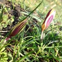 Шафран, или крокус узколистный (Crocus angustifolius)