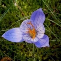 Шафран, или крокус прекрасный 'Artabir' (Crocus speciosus)