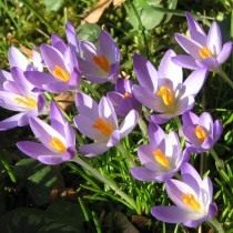 Шафран, или крокус Томазини (Crocus tommasinianus)