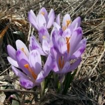 Шафран, или крокус весенний (Crocus vernus)