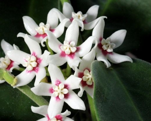 Хойя чашевидная (лат. Hoya calycina)