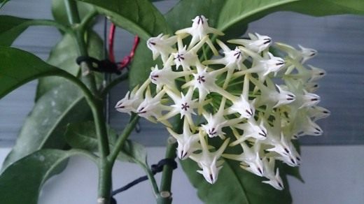 Хойя многоцветковая (лат. Hoya multiflora)