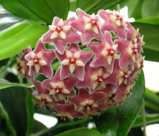 Хойя опушённочашечковая (лат. Hoya pubicalyx)