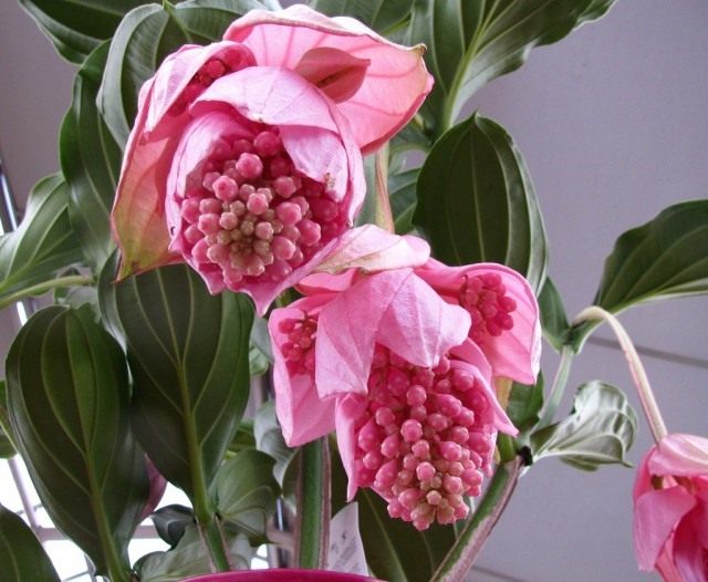 Мединилла великолепная (Medinilla magnifica)