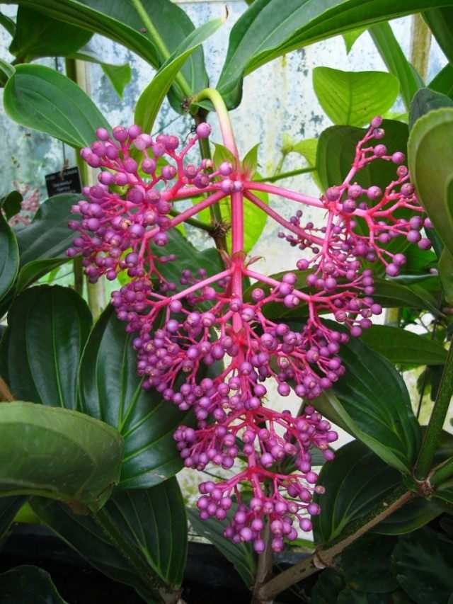 Мединилла яванская (Medinilla javanensis)