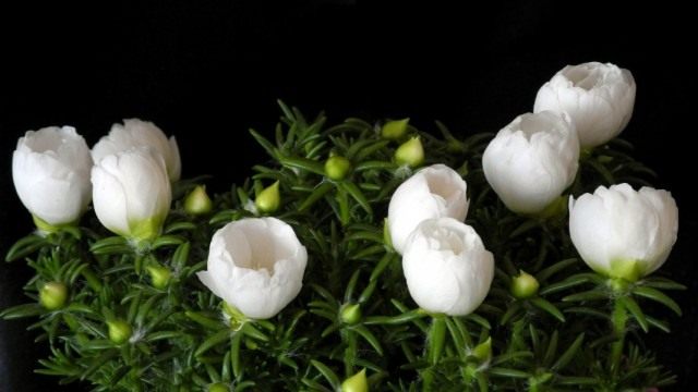 Портулак крупноцветковый (Portulaca grandiflora)