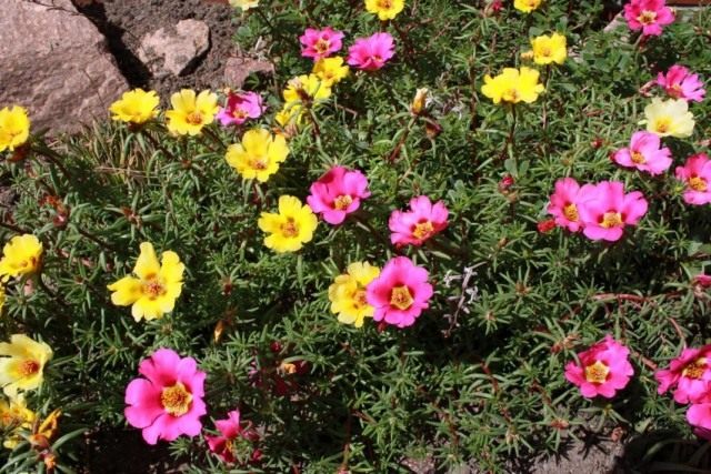 Портулак крупноцветковый (Portulaca grandiflora)