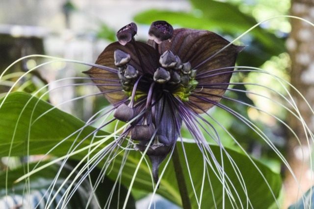 Такка Шантрье (Tacca chantrieri)