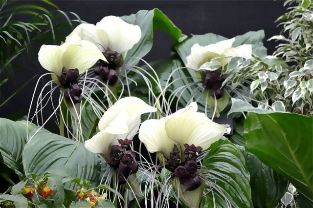 Такка цельнолистная (Tacca integrifolia)