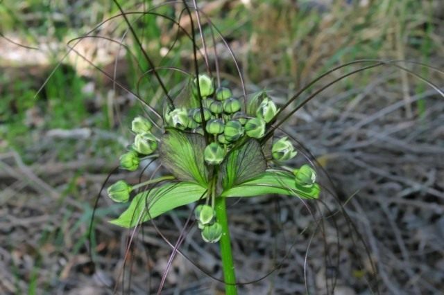 Такка перистонадрезанная, или такка леонтолепестковидная (Tacca leontopetaloides)