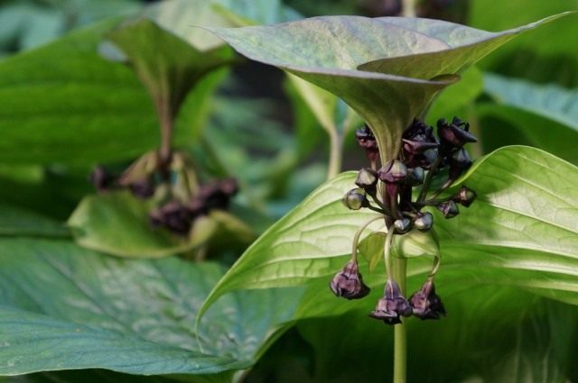 Такка пальчатонадрезная (Tacca palmatifida)