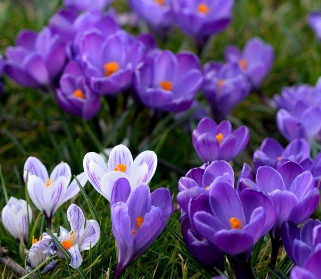 Шафран, крокус (Crocus)