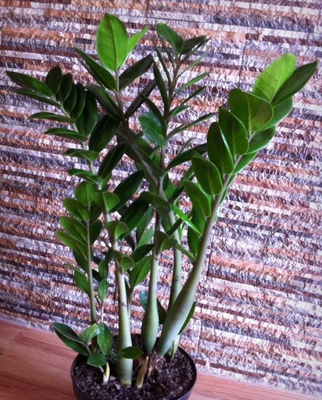 Замиокулькас (Zamioculcas)