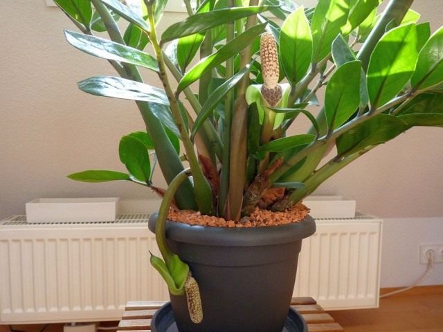 Замиокулькас (Zamioculcas)