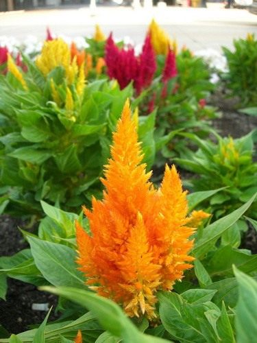 Целозия серебристая перистая (Celosia argentea var. plumosa) 