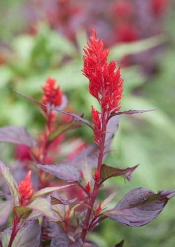 Целозия серебристая перистая "Пампас плюме" (Celosia argentea var. plumosa 'Pampas Plume') 