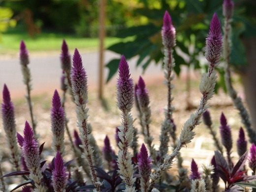 Целозия колосковая "Перья фламинго" Celosia spicata ' Flamingo Feathers' 