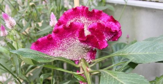 Целозия серебристая гребенчатая (Celosia argentea var. cristata) 