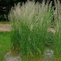 Вейник остроцветковый (Calamagrostis acutiflora) 