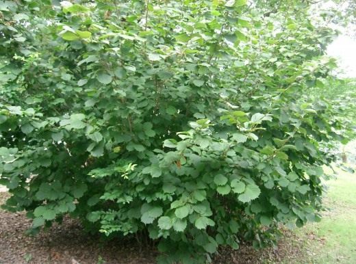 Лещина разнолистная (Corylus heterophylla)