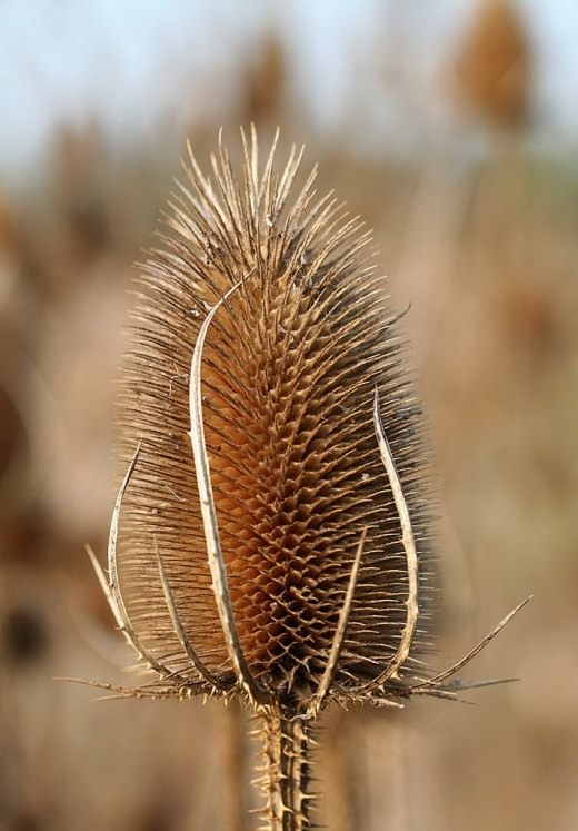 Ворсянка (Dipsacus)