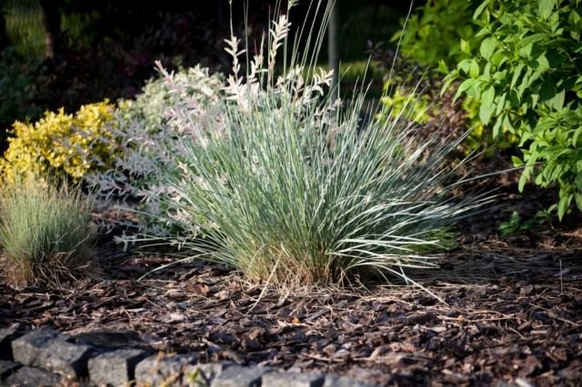 Овсяница сизая или голубая (Festuca glauca) 