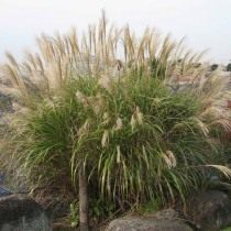 Мискантус сахароцветковый (Miscanthus sacchariflorus)