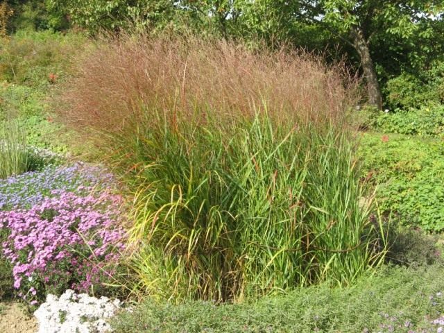 Просо прутьевидное (Panicum virgatum)