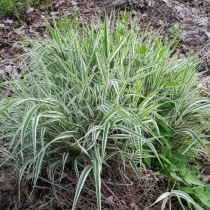 Канареечник тростниковидный, или Филярис (Phalaris arundinacea)