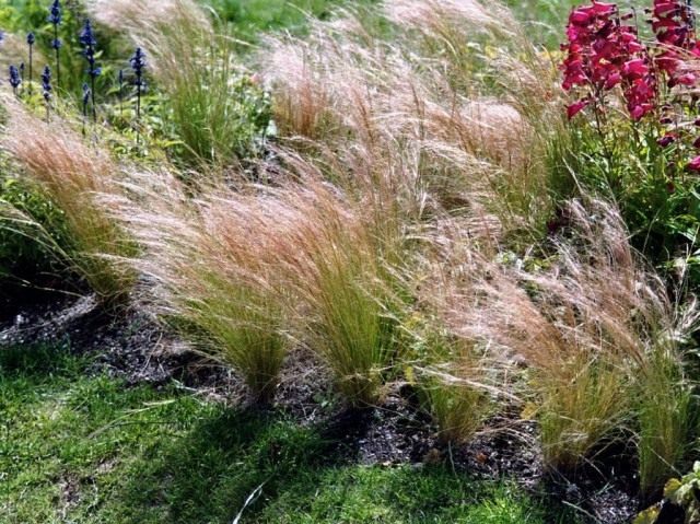 Ковыль-волосатик, или Ковыль волосовидный (Stipa capillata) 