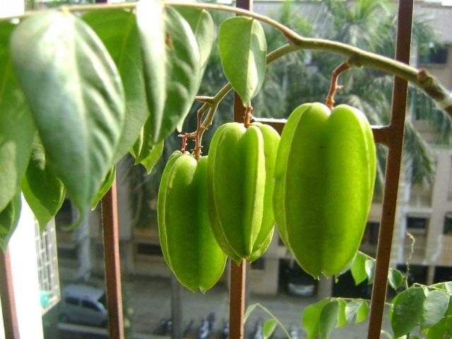 Плоды карамболы (Averrhoa carambola)