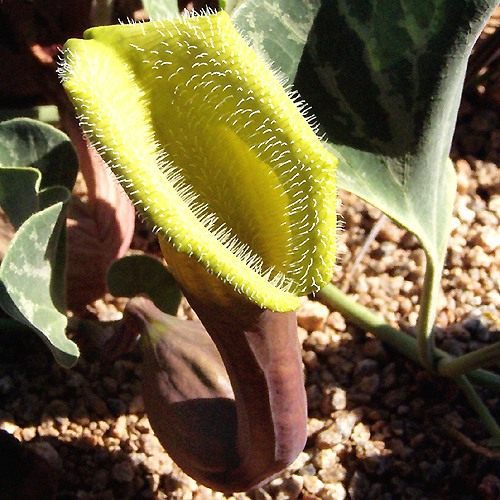 Кирказон (Aristolochia)