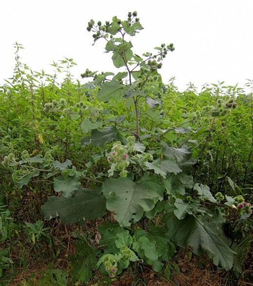 Лопух большой, репейник, репей (Arctium lappa)