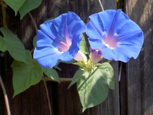 Ипомея (Ipomoea indica)