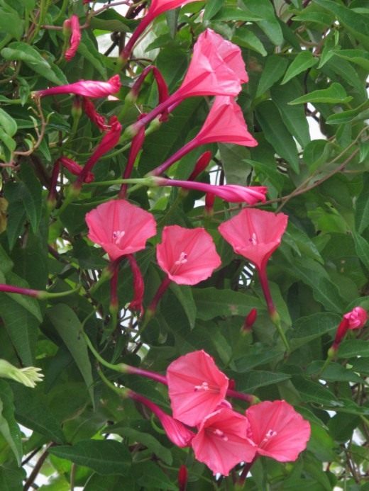 Ипомея (Ipomoea microdactyla)