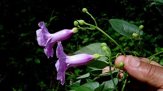 Ипомея (Ipomoea batatoides)