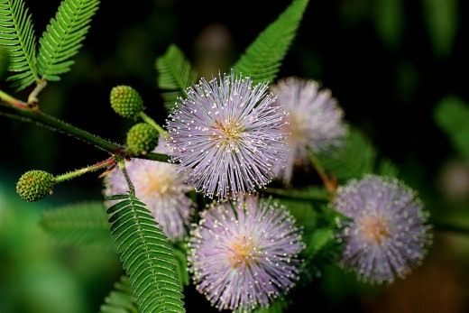 Мимоза стыдливая (Mimosa pudica)