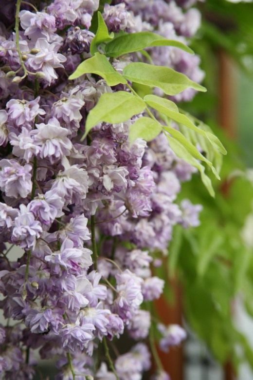 Глициния обильноцветущая, сорт "Violacea Plena"