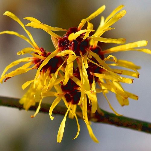 Гамамелис (Hamamelis)