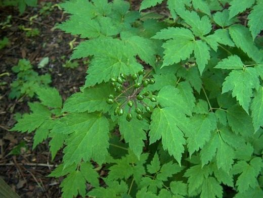 Воронец колосистый (Actaea spicata)