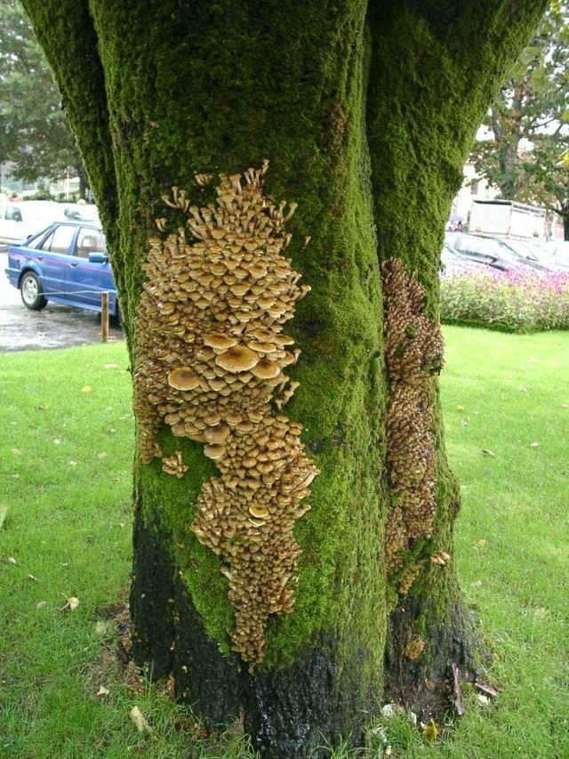 Опёнок осенний (Armillaria mellea)