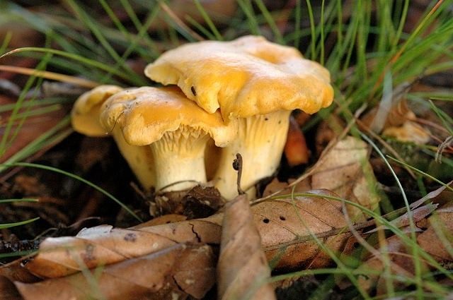 Лисичка обыкновенная (Chanterelle)