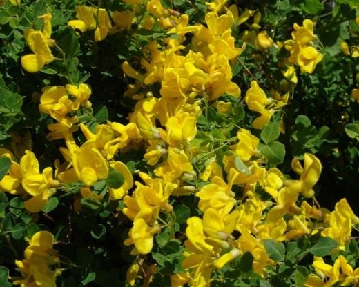 Ракитник сидячелистный (Cytisus sessilifolius syn. Cytisophyllum sessilifolium)