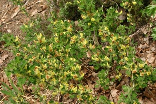 Ракитник скученный (Cytisus aggregatus syn. Cytisus hirsutus)