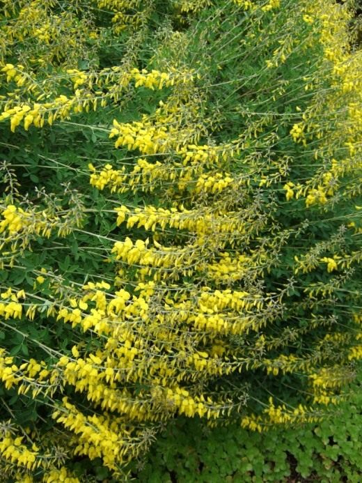 Ракитник чернеющий (Cytisus nigricans)