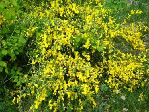 Ракитник венечный (Cytisus scoparius)