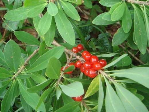 Волчеягодник обыкновенный (Daphne mezereum)