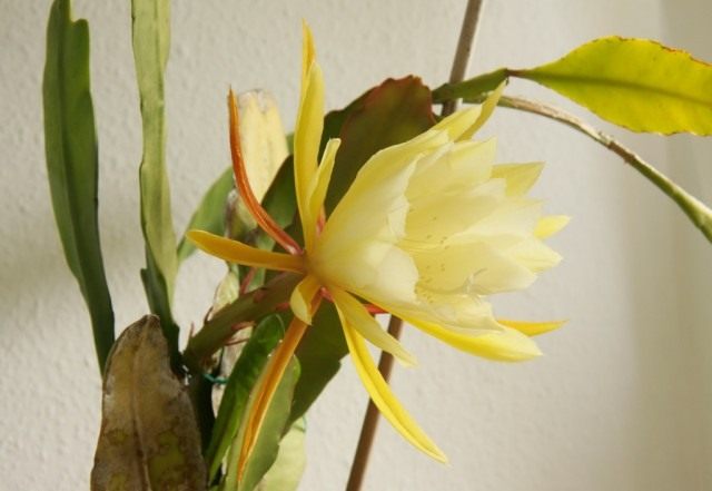 Эпифиллум (Epiphyllum)